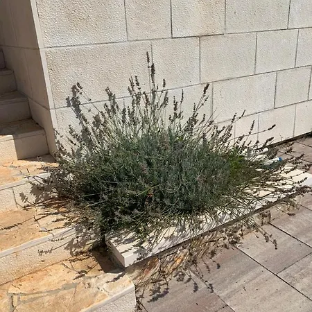 Beyla Pucisca